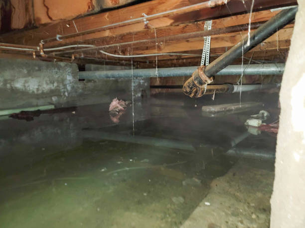 Best Mold removal after water damage  in Skidmore, TX